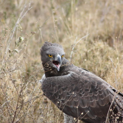 Serengenti Martial eagle